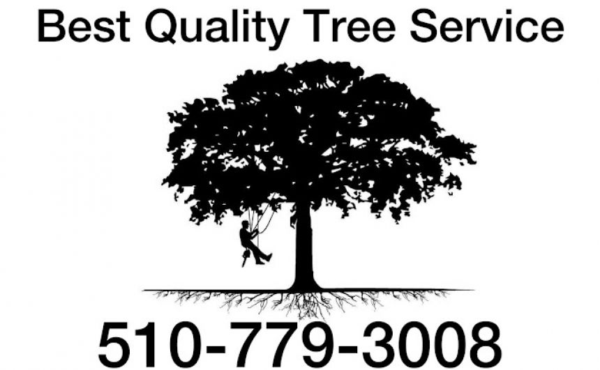 Best Quality Tree Service