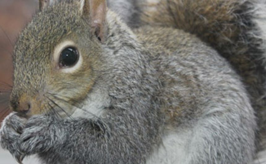 Squirrel Removal in NJ