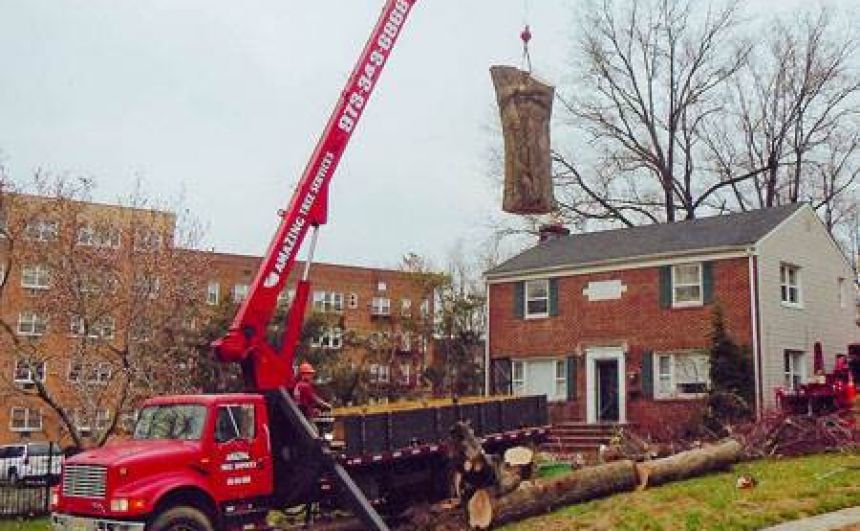 Tree Removal Service in NJ