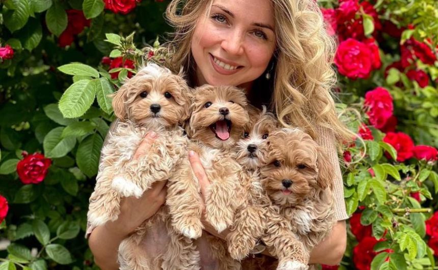 CUTE MALTIPOO PUPPIES AVAILABLE FOR XMAS