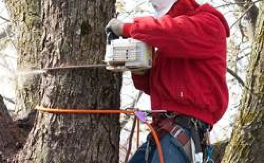 Tree Company in NJ - Your Trusted Tree Care E