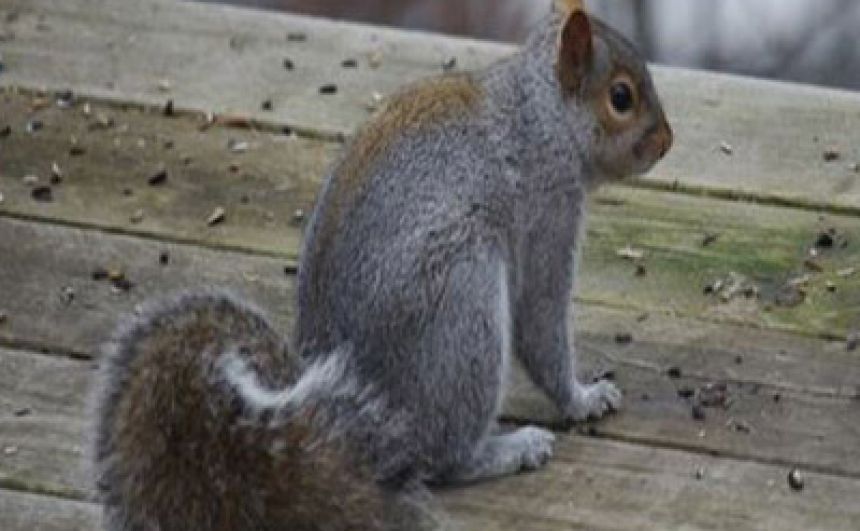 Gray Squirrel Control in NJ - ALCO Animal & P - Household Services