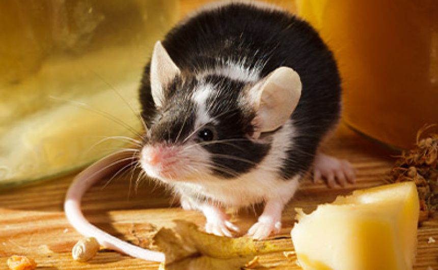 Mice Removal in Bergen County, NJ - ALCO Anim - Household Services