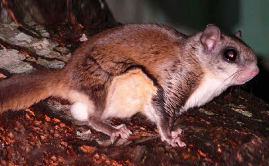 Flying Squirrel Removal in NJ - ALCO Animal &