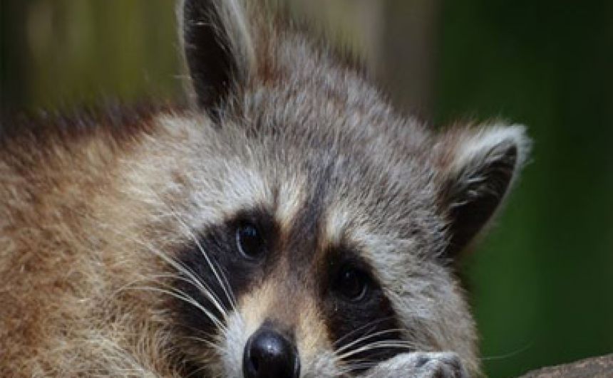 Professional Raccoon Removal Services in NJ