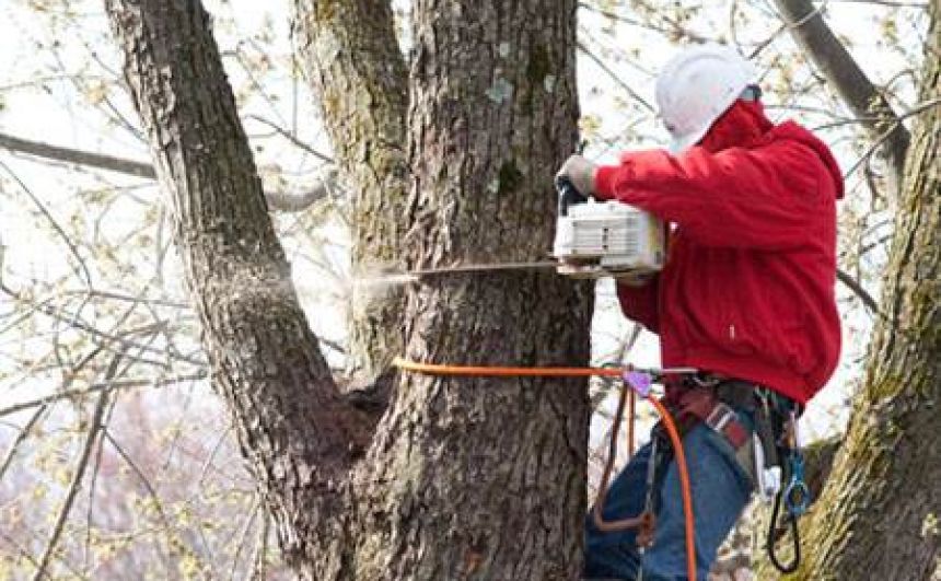 Professional Commercial Tree Services in NJ