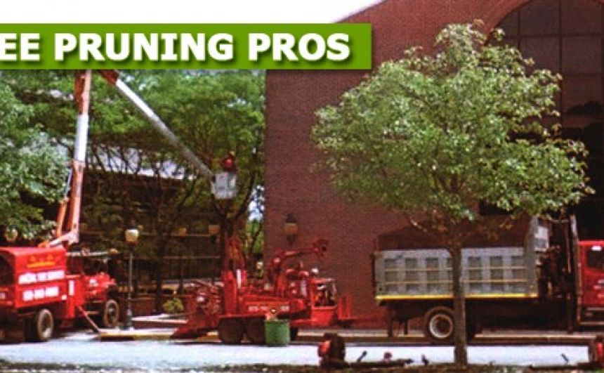 Tree Pruning Services in NJ