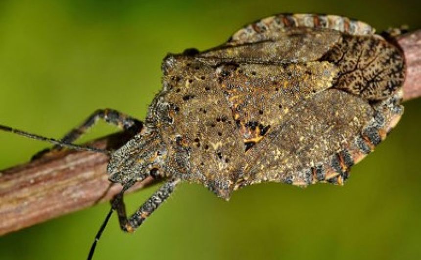 Stink Bug Control