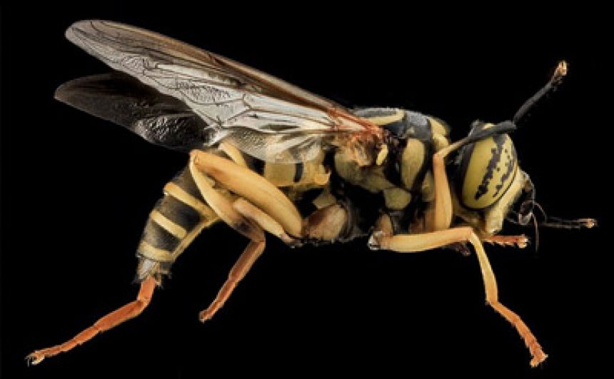 Yellow Jacket Removal in NJ