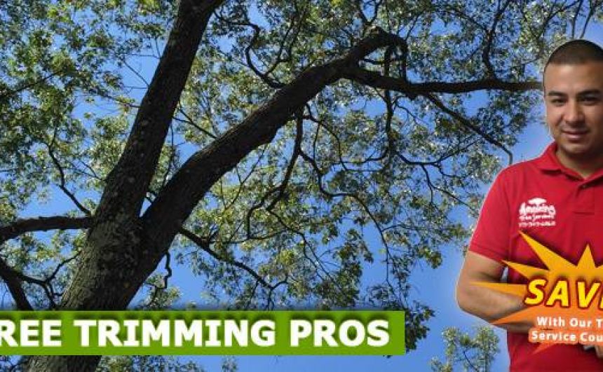 Tree Trimming in NJ - Amazing Tree Services