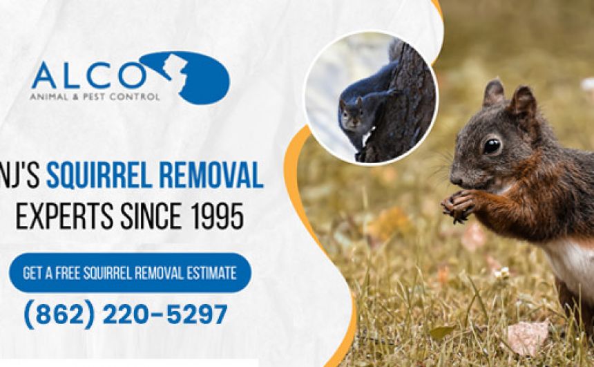 Pest Removal in North NJ - Household Services