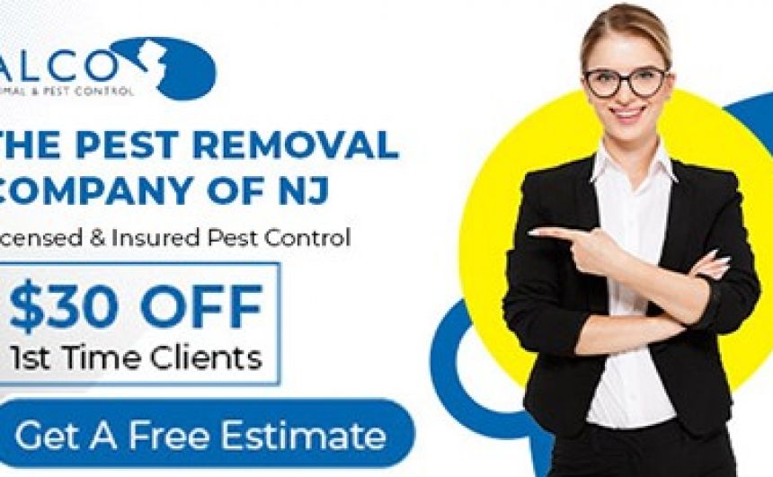 Squirrel Removal in NJ
