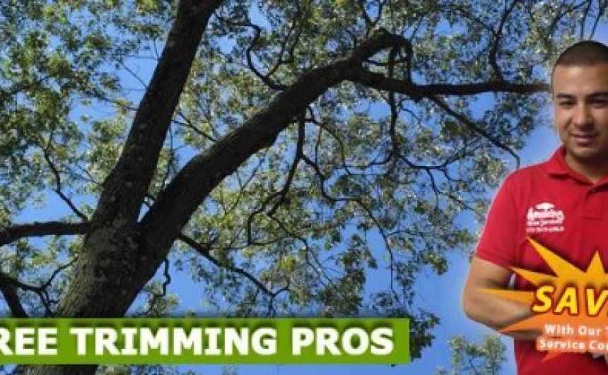Tree Service Job in NJ