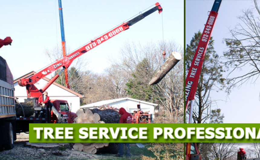Tree Removal Near Me in NJ - Amazing Tree Ser