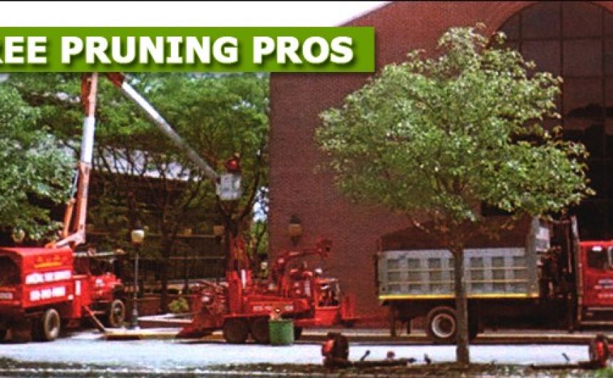 Tree Removal Estimate in NJ