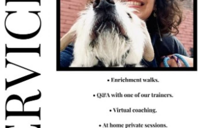 Positive reinforcement dog training - Training & Lessons