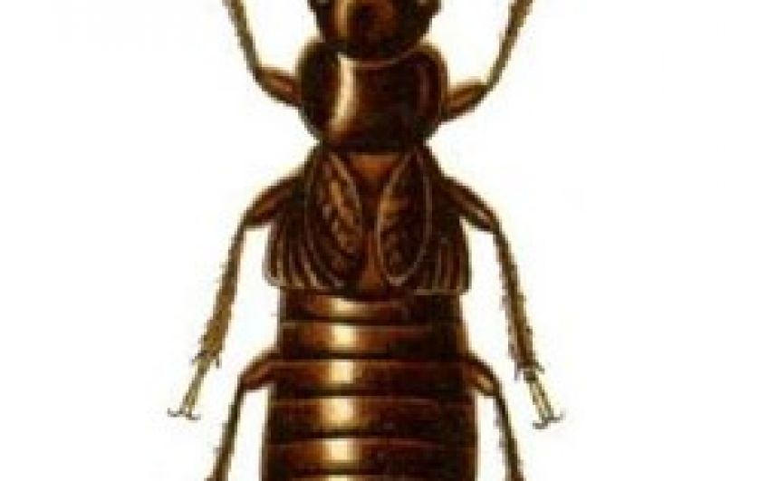 Termite Removal in NJ