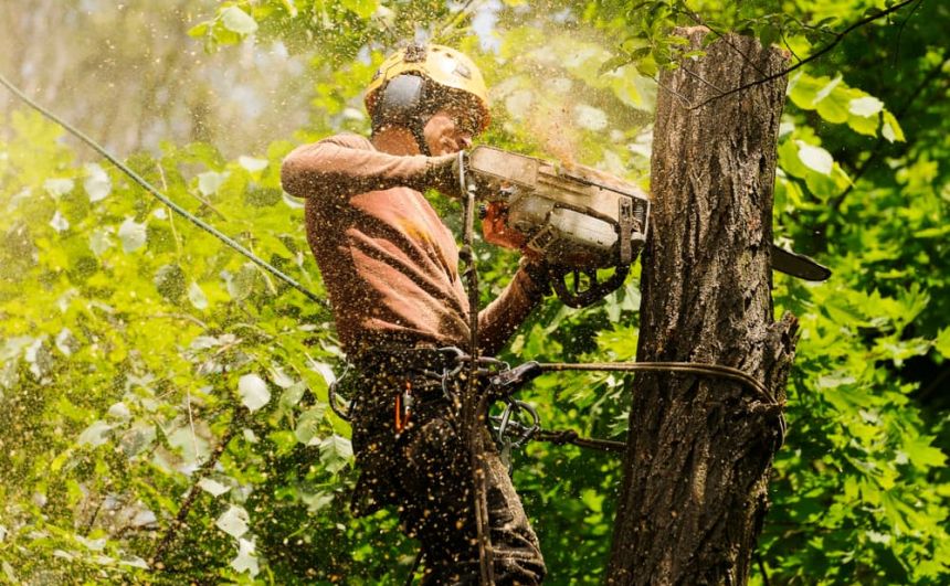 Safe & Eco-Friendly Tree Services Available N