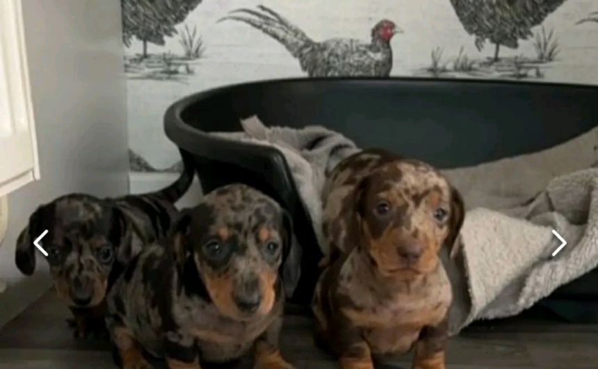 Miniature Dachshund puppies